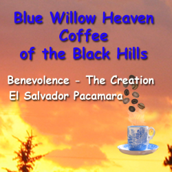 Benevolence - The Creation - Nicaragua Pacamara