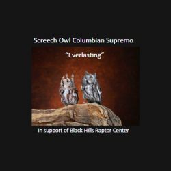 Screech Owl - Colombian Supremo - Everlasting