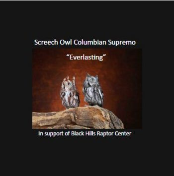 Screech Owl - Colombian Supremo - Everlasting